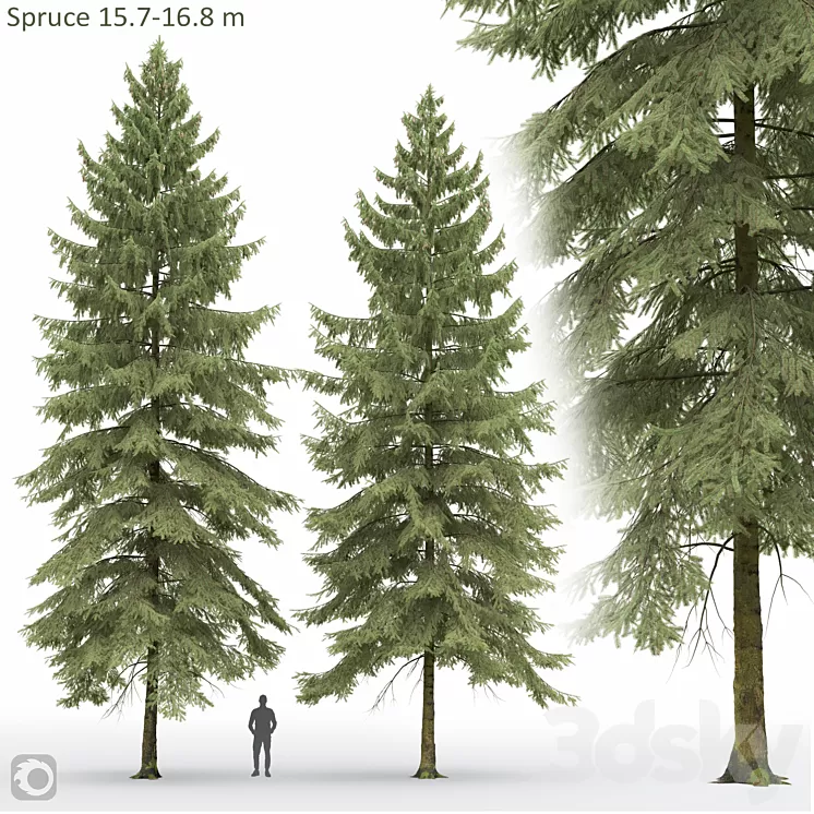 Spruce 3D Model Free