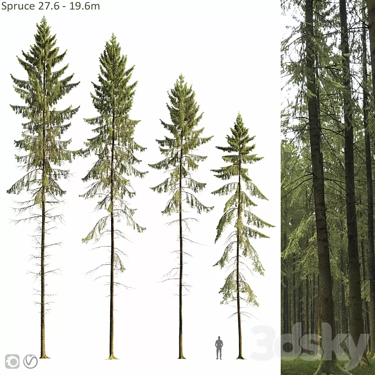 Spruce 3D Model Free