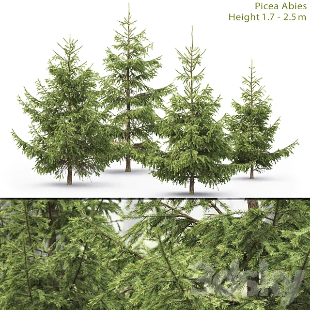 Spruce 3D Model