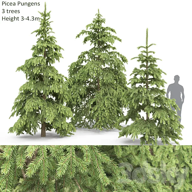 Spruce Free Download