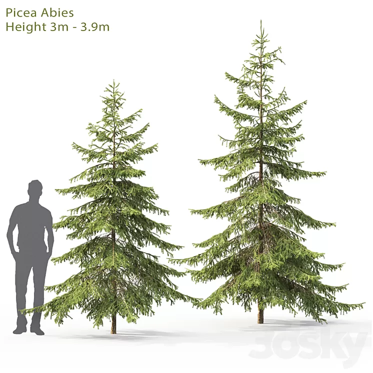 Spruce 3D Model
