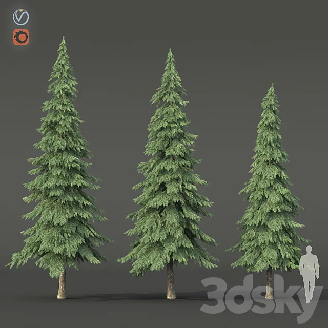 Spruce 3D Model