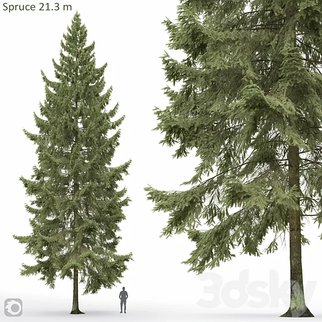 Spruce Free Download