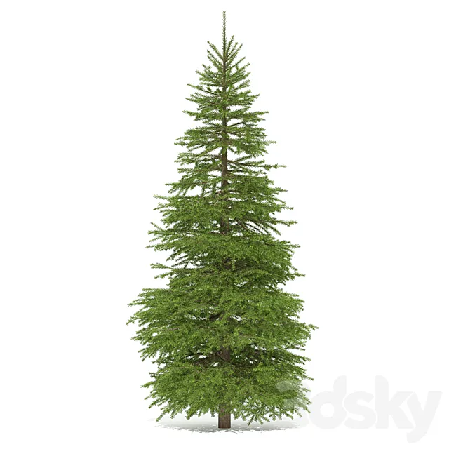 Spruce 3D Model