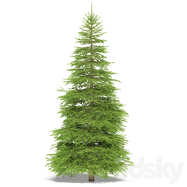 Spruce 3D Model