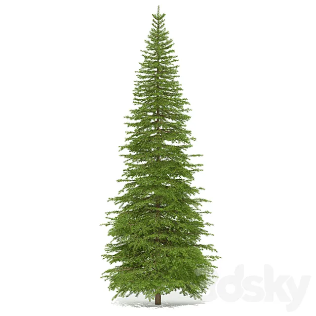Spruce 3D Model