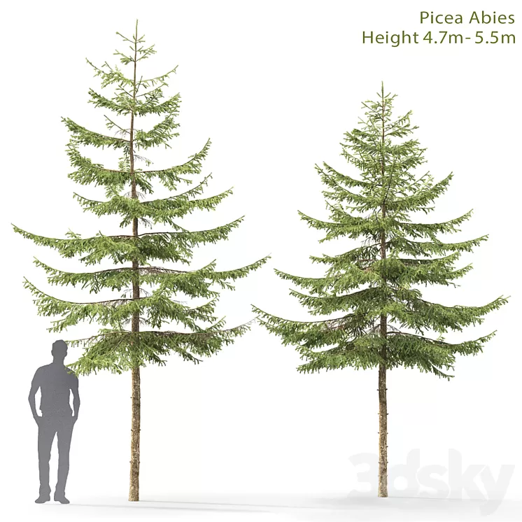 Spruce 3D Model