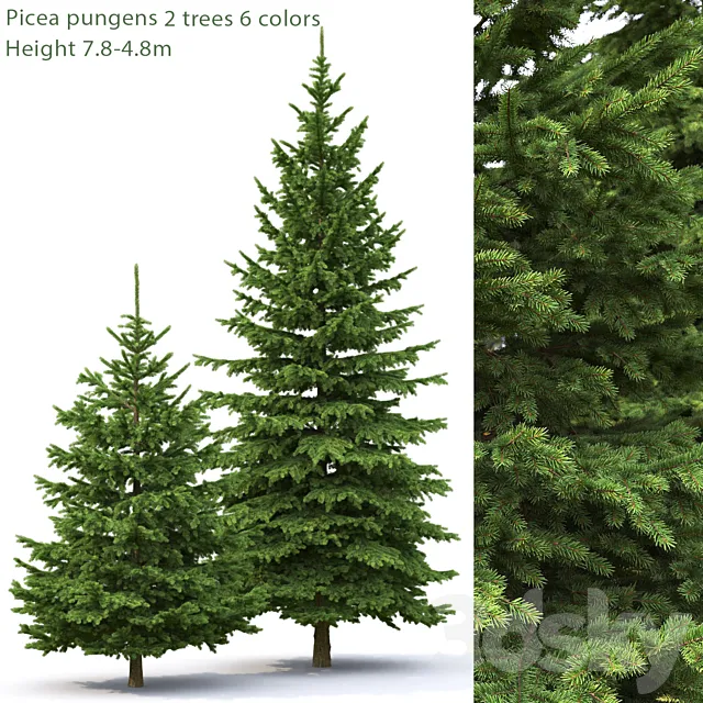 Spruce 3DModel