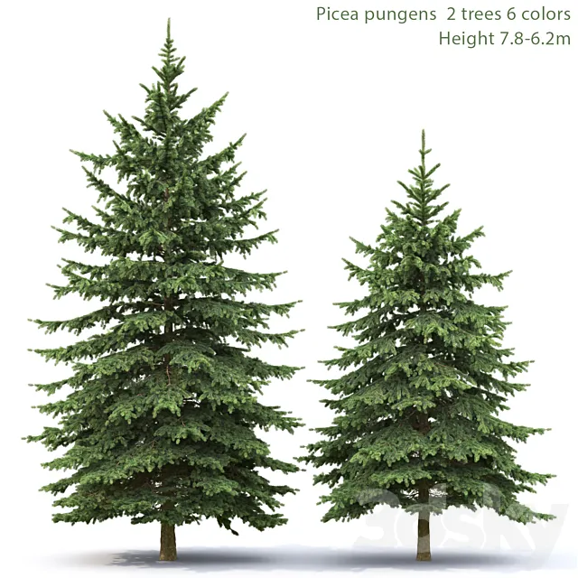 Spruce 3DModel