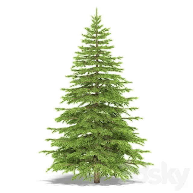 Spruce 3DModel