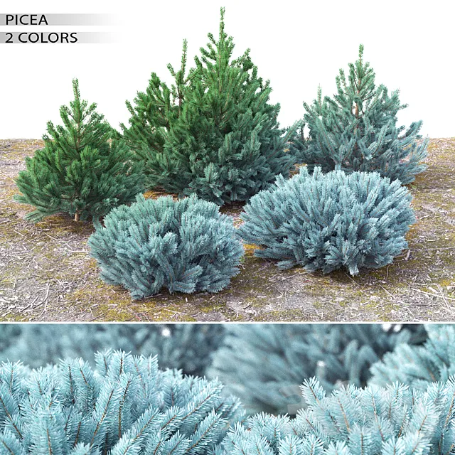 Spruce 3D Model