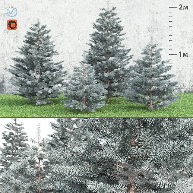 Spruce 3DModel