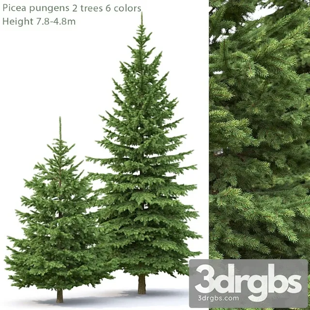 Spruce_2_3