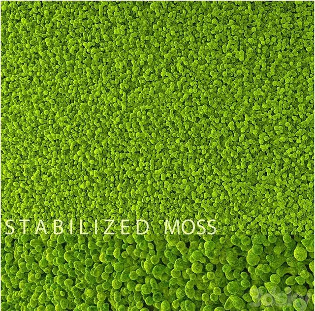 Stabilized moss 3D Model