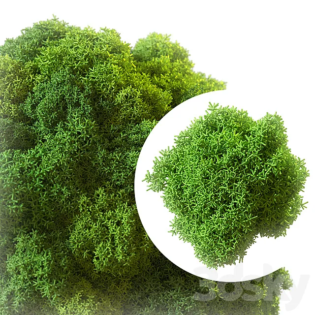 Stabilized moss 3D Model