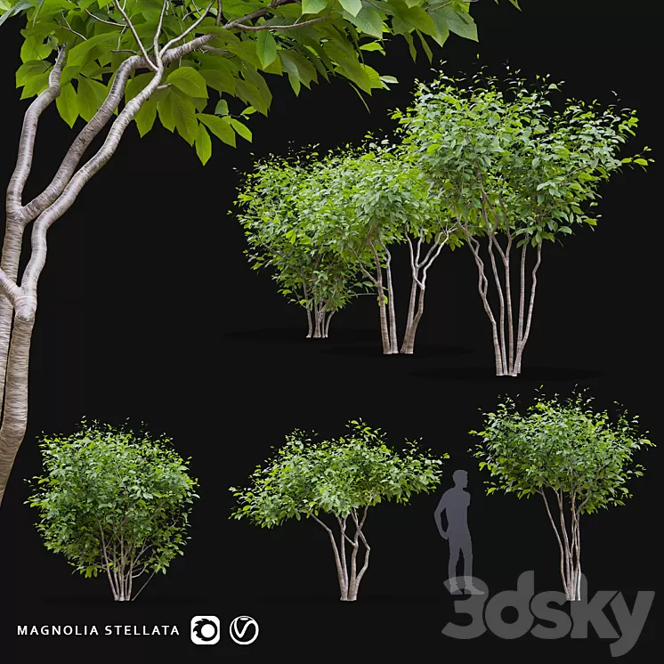 Star Magnolia | Magnolia stellata 3D Model Free