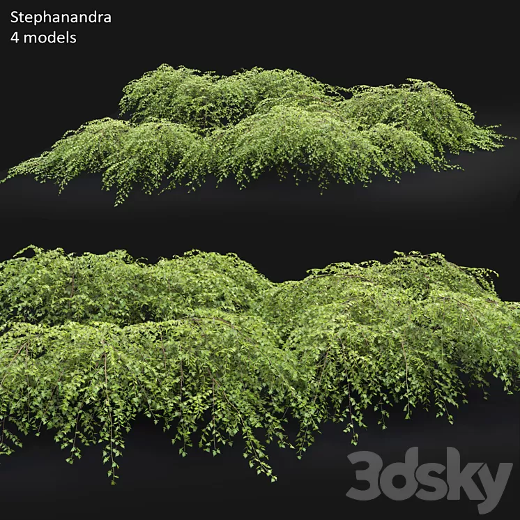 Stephanandra # 1 3D Model