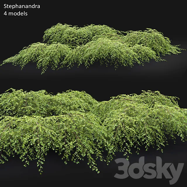 Stephanandra # 1 3DModel