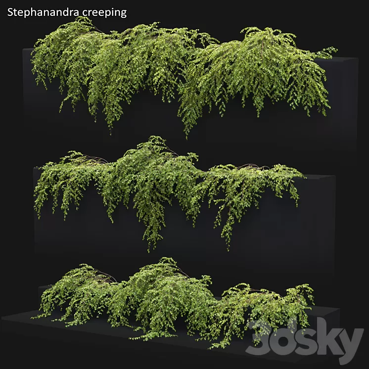 Stephanandra # 2 3D Model