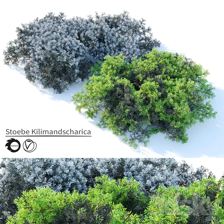 Stoebe kilimandscharica 3D Model Free