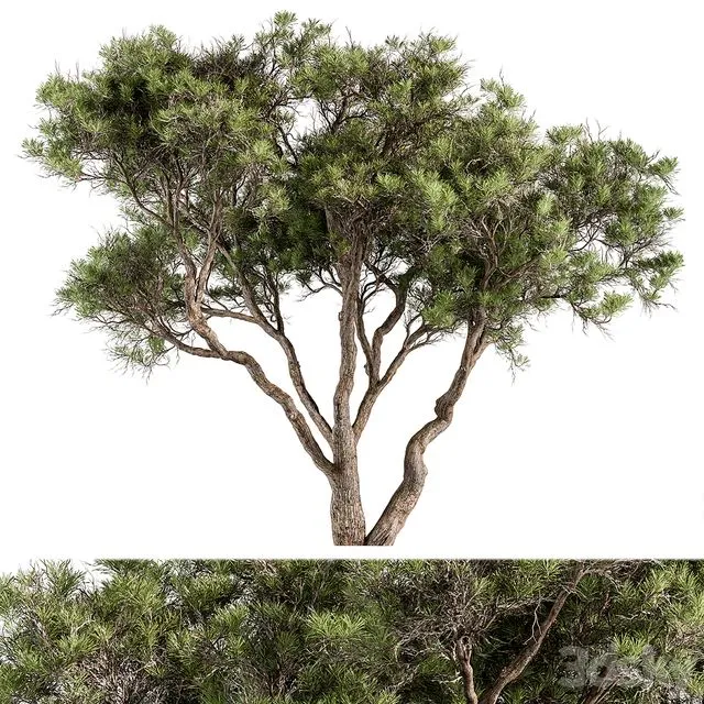 Stone Pine Tree Set 190 3D Model