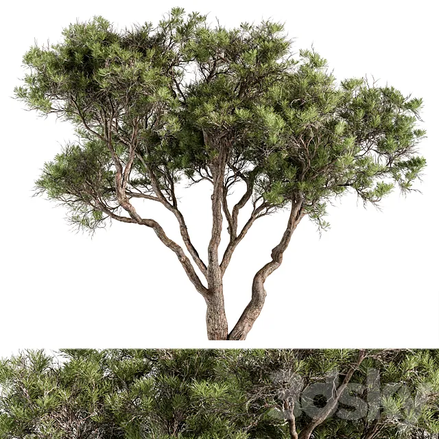 Stone Pine Tree Set 190 Free Download