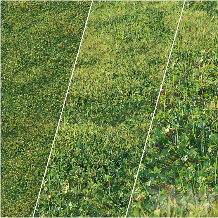 Strawberry clearing 3D Model