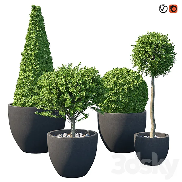 Street bushes in pots IV 3D Model