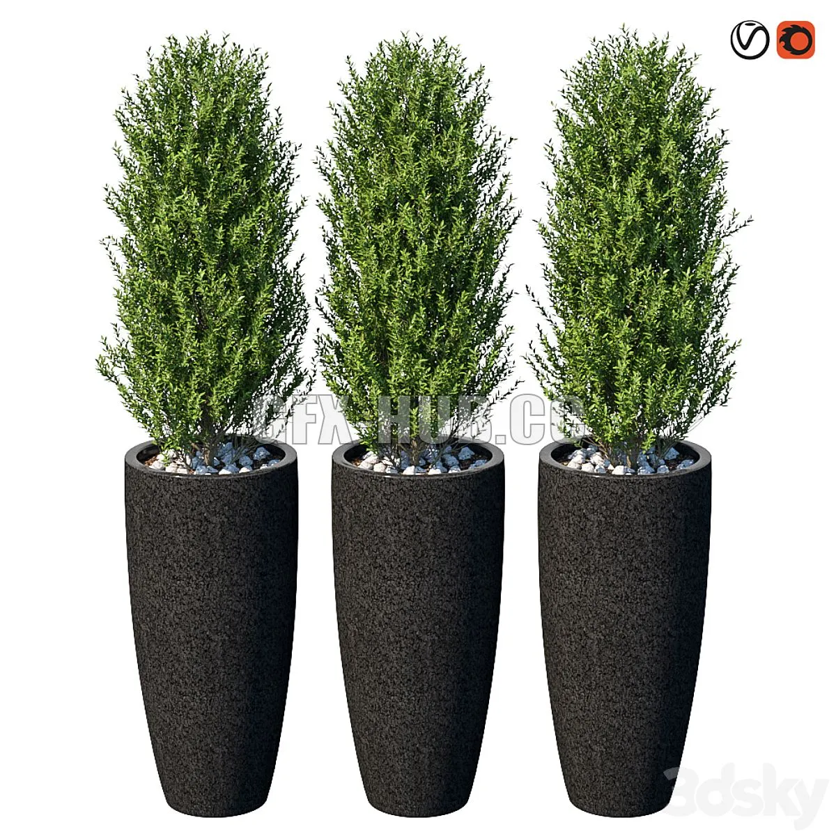 Street bushes in pots VI 3D Model