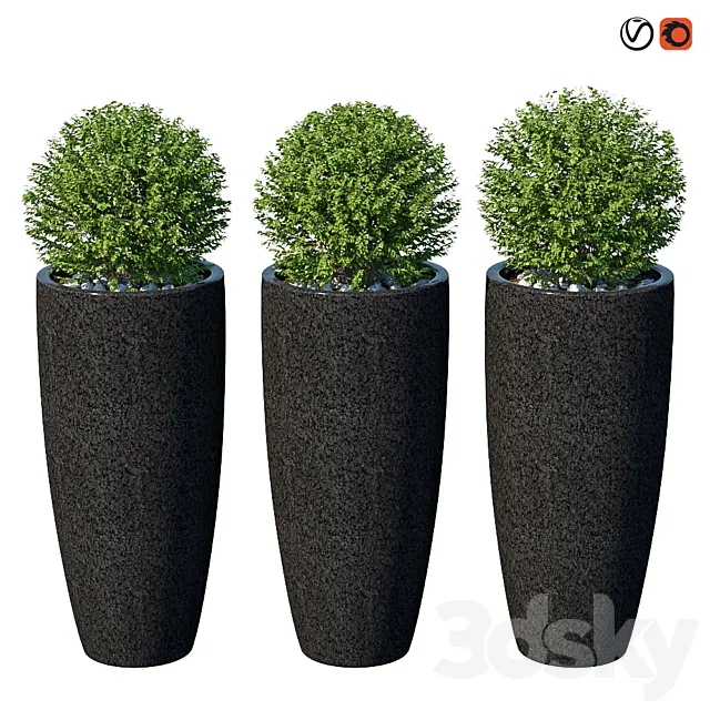 Street bushes in pots VIII 3D Model