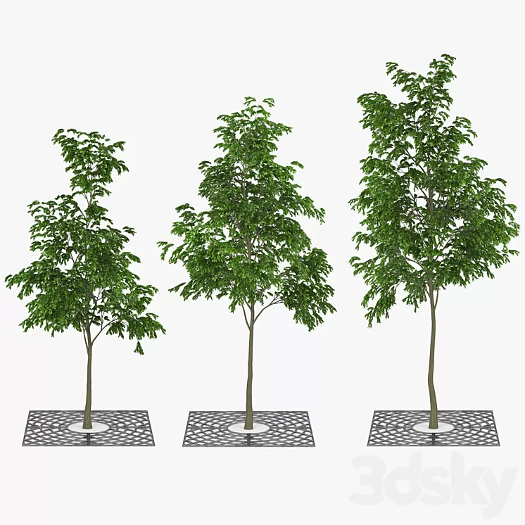 Street Tree 01 3D Model