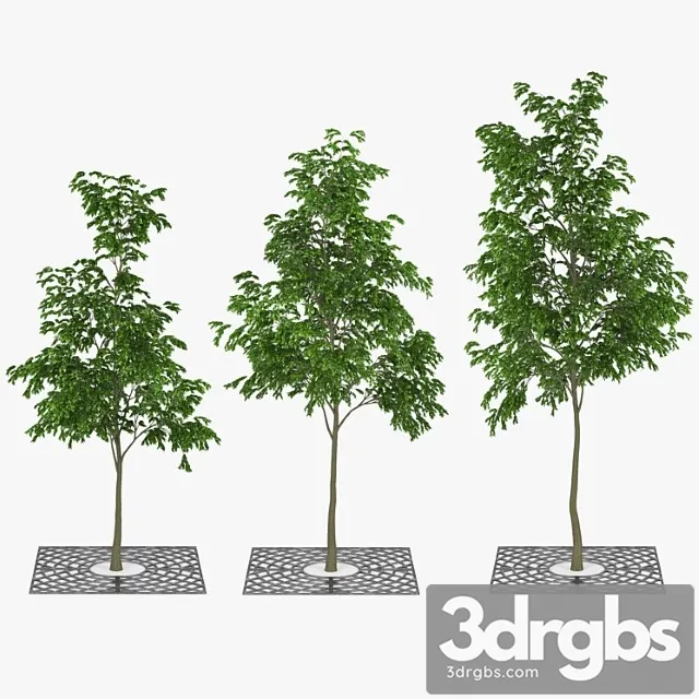 Street tree 01