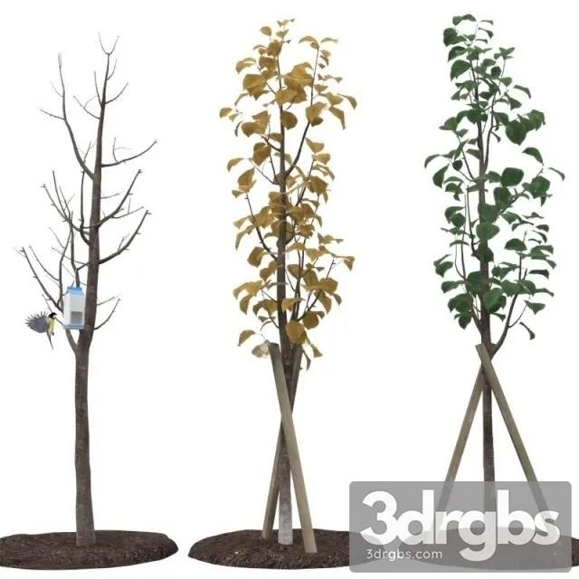 Street Tree 3D Model Free