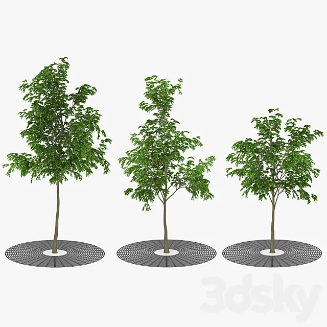 Street tree 3D Model