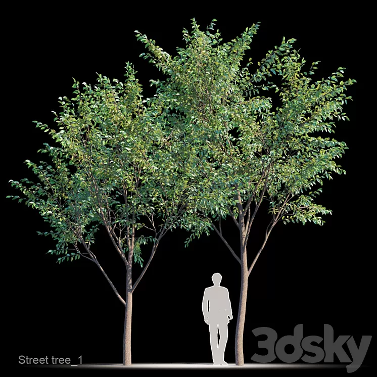 Street tree v1 3D Model