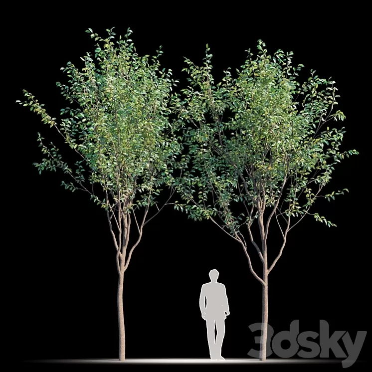 Street tree v2 3D Model