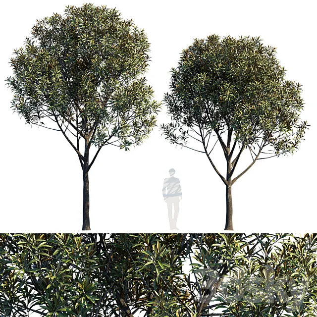 Street tree v6 3DModel