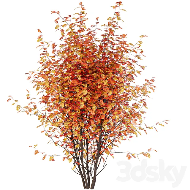 Street Tree vol. 2 - Mountain Ash Free Download