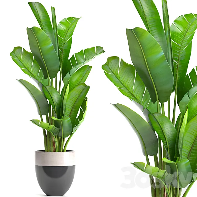 strelitzia. banana palm. bush. ravenala. pot. flowerpot. indoor banana. strelitzia 3DModel