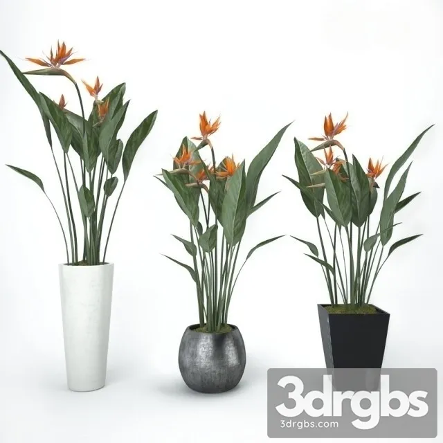 Strelitzia Bouquet 3D Model Free