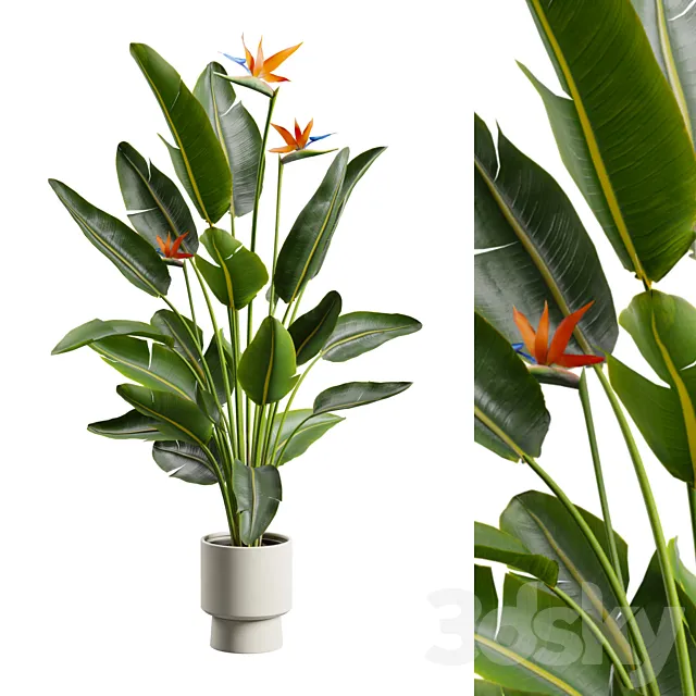 Strelitzia Nicolai - Bird of Paradise Plant Free Download