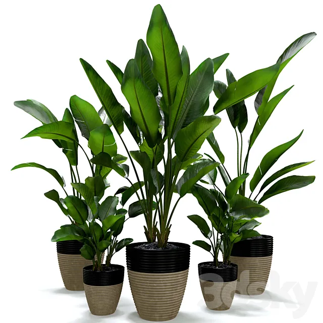 Strelitzia Nicolai Plant Set 3D Model