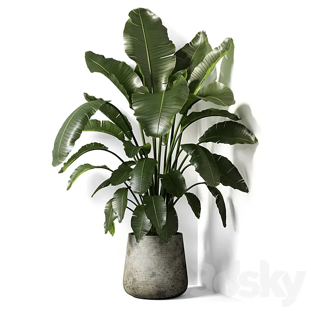 strelitzia plant 02 3DModel