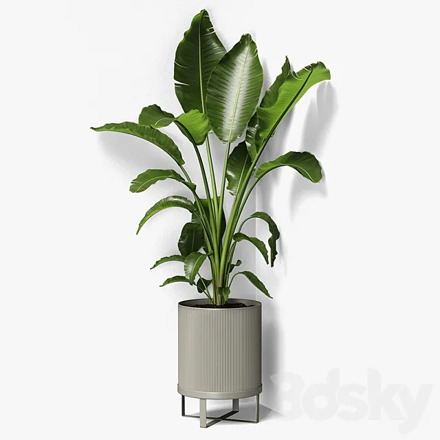 strelitzia plant 3DModel
