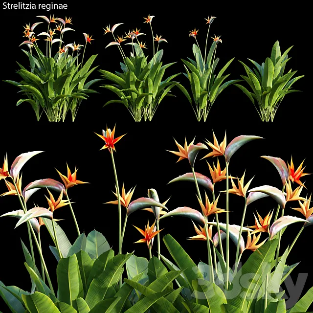 Strelitzia reginae 01 3DModel