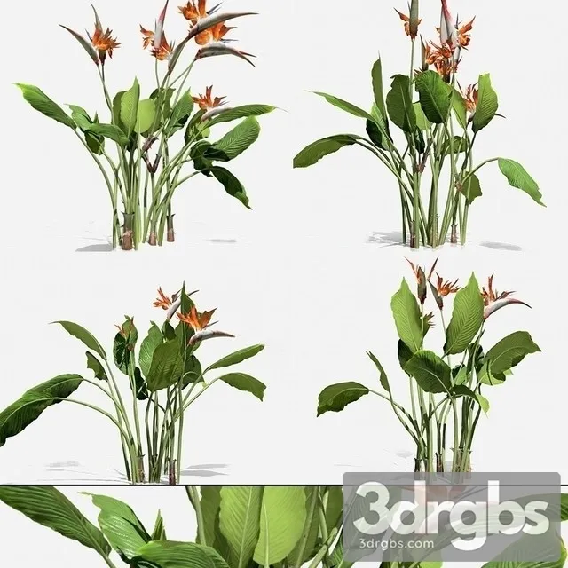Strelitzia Reginae 3D Model Free