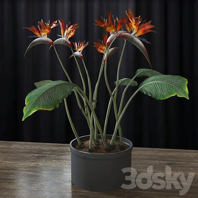 Strelitzia reginae 3DModel