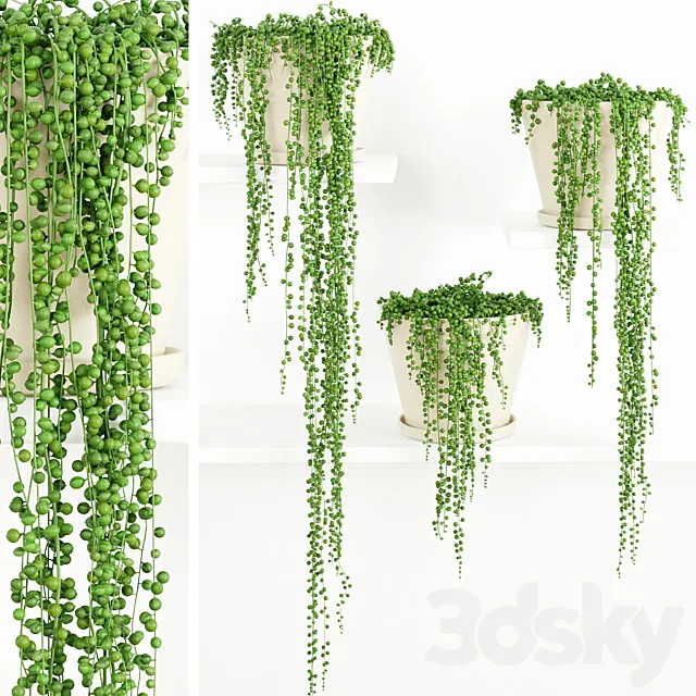 String Of Pearls Plant 2 3DModel