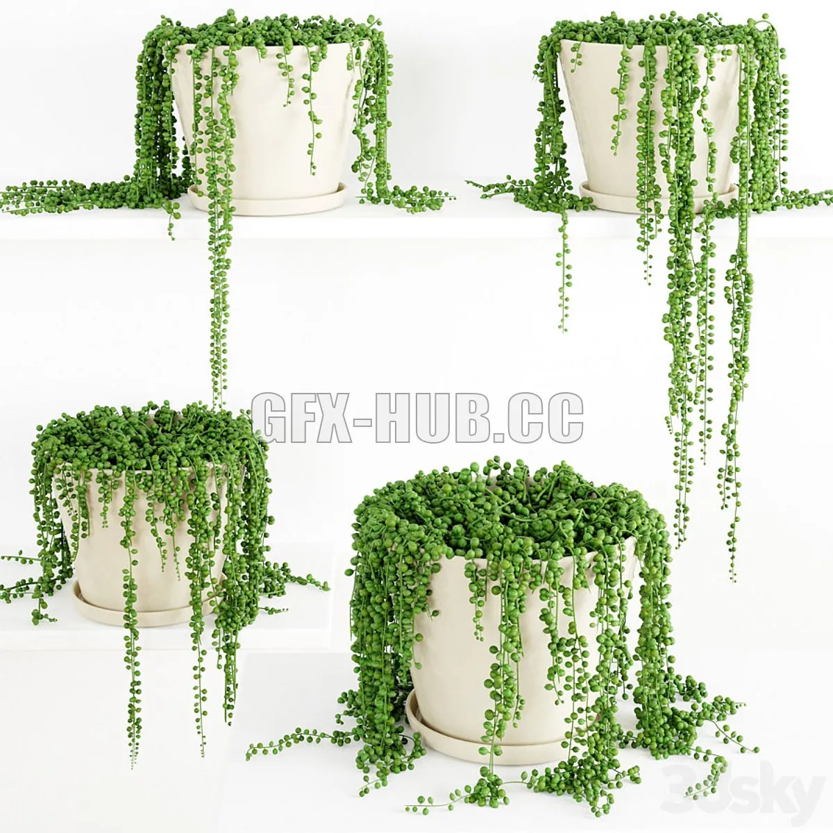String Of Pearls Plant 3 3D Model