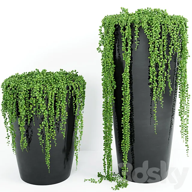 String Of Pearls Plant 4 3D Model